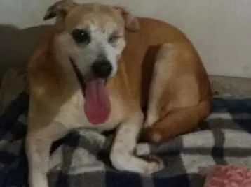 Cachorro ra a Srd idade 6 ou mais anos nome Fred