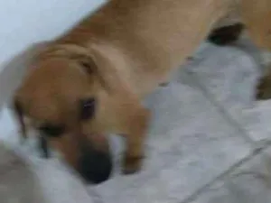 Cachorro raça Salchichaõ idade 1 ano nome Pipoca