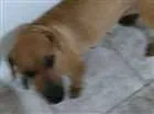 Cachorro raça Salchichaõ idade 1 ano nome Pipoca