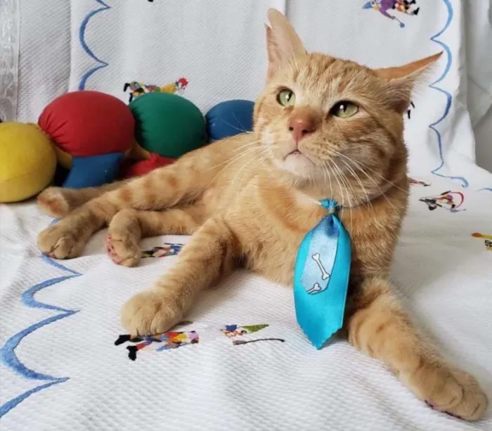 Gato ra a SRD idade 1 ano nome PITICA 