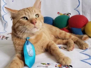 Gato raça SRD idade 1 ano nome PITICA 