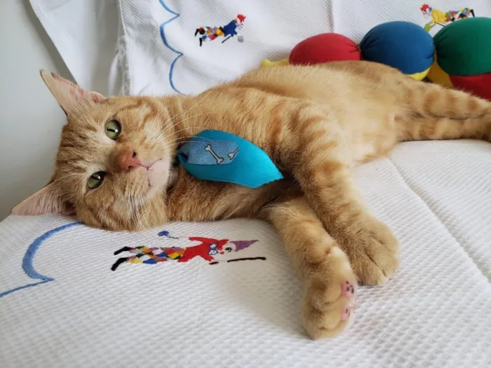 Gato ra a SRD idade 1 ano nome PITICA 