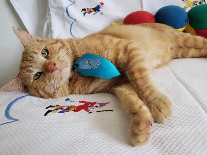 Gato ra a SRD idade 1 ano nome PITICA 