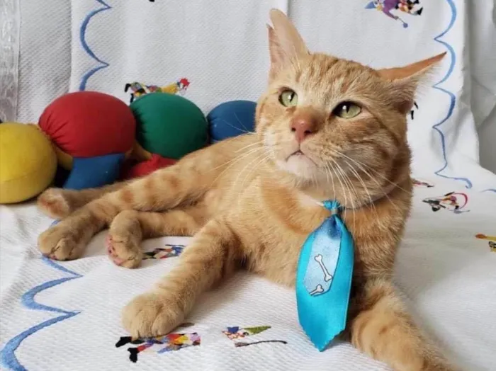Gato ra a SRD idade 1 ano nome PITICA 