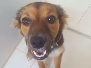 Cachorro raça Vira-lata  idade 7 a 11 meses nome Mili