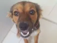 Mili