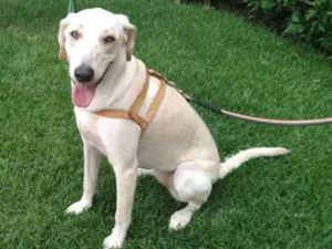 Cachorro raça Mestiça idade 1 ano nome Aretha