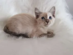 Gato raça sem raca idade Abaixo de 2 meses nome sem nome