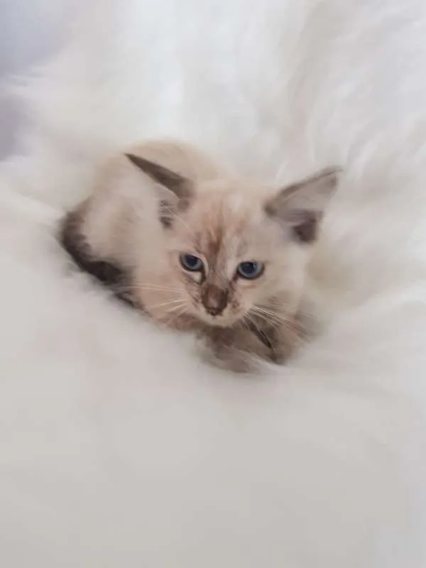 Gato ra a sem raca idade Abaixo de 2 meses nome sem nome