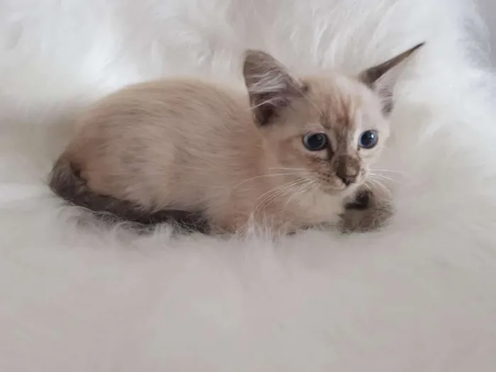 Gato ra a sem raca idade Abaixo de 2 meses nome sem nome