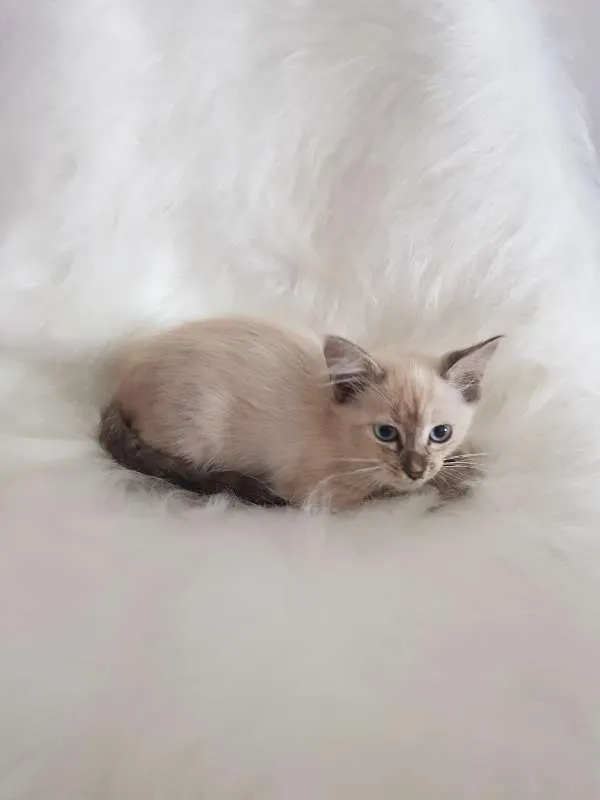 Gato ra a sem raca idade Abaixo de 2 meses nome sem nome
