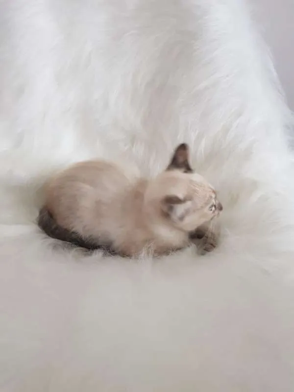 Gato ra a sem raca idade Abaixo de 2 meses nome sem nome