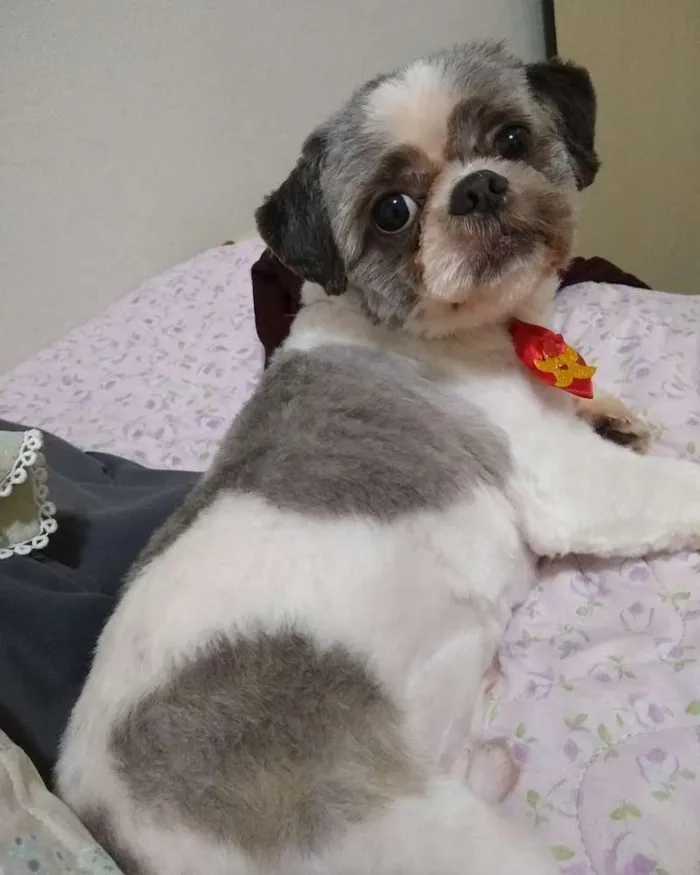 Cachorro ra a Shitzu idade 5 anos nome Dudu