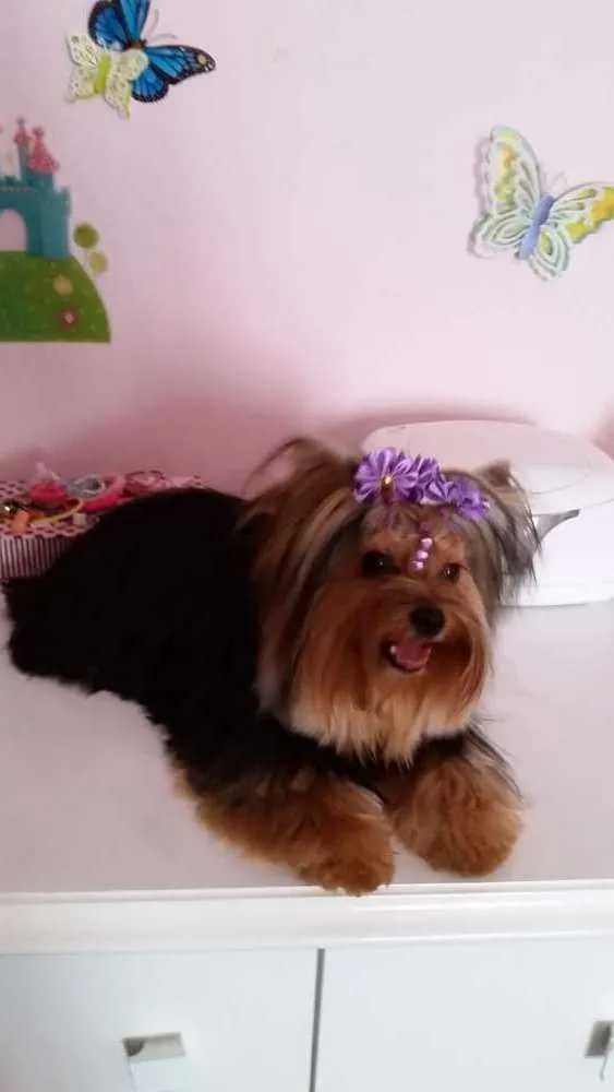 Cachorro ra a Yorkshire idade 3 anos nome Lucy
