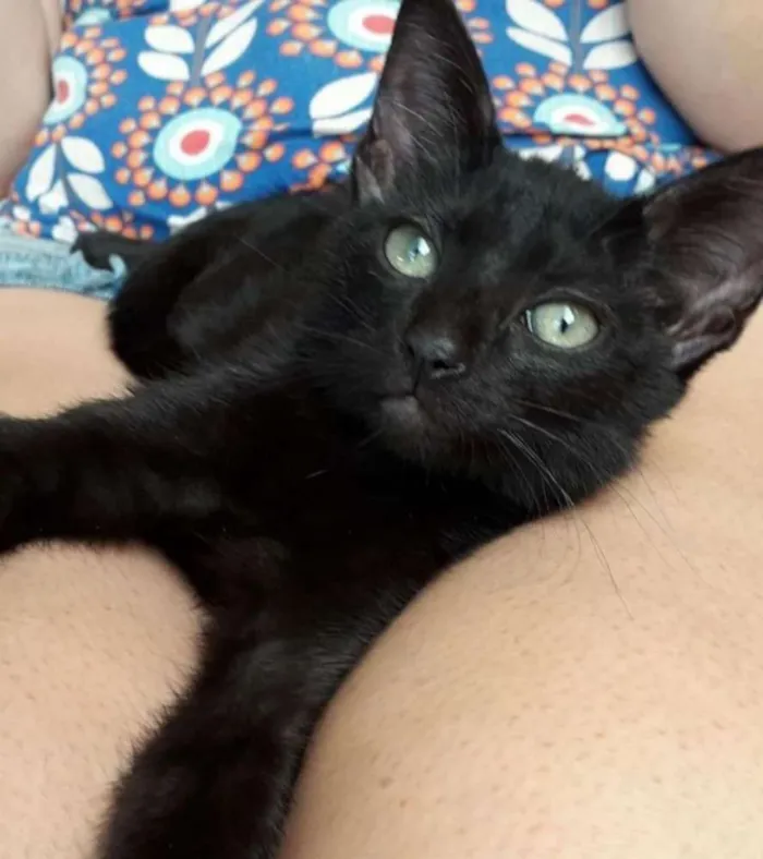 Gato raça Vira Lata idade Abaixo de 2 meses nome Pretinha
