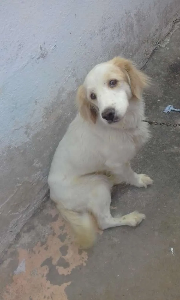 Cachorro ra a Vira lata idade 2 a 6 meses nome Não tem