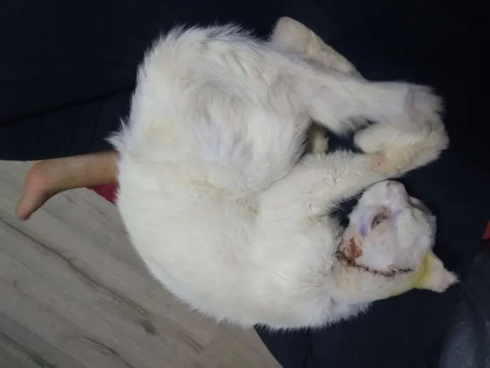 Gato ra a  idade 5 anos nome Sol