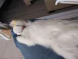 Sol