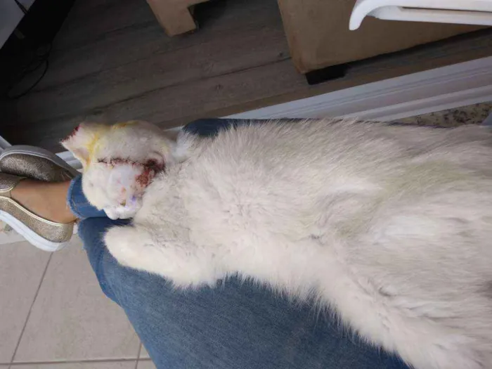 Gato ra a  idade 5 anos nome Sol