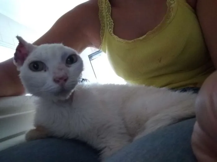 Gato ra a  idade 5 anos nome Sol