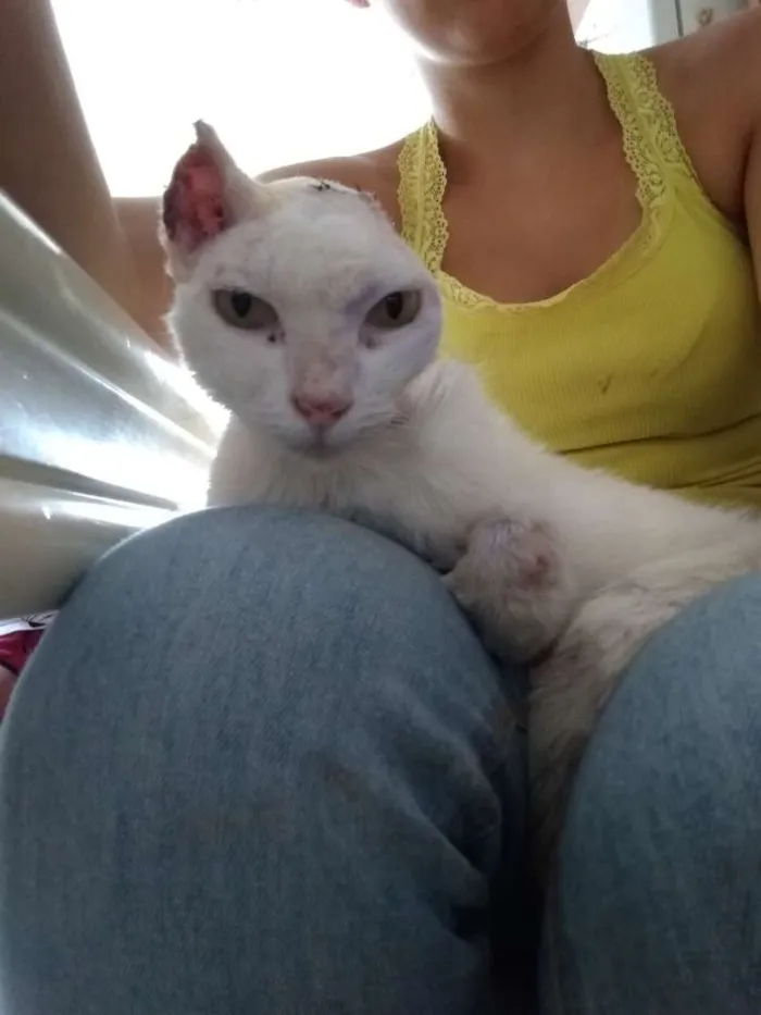 Gato ra a  idade 5 anos nome Sol