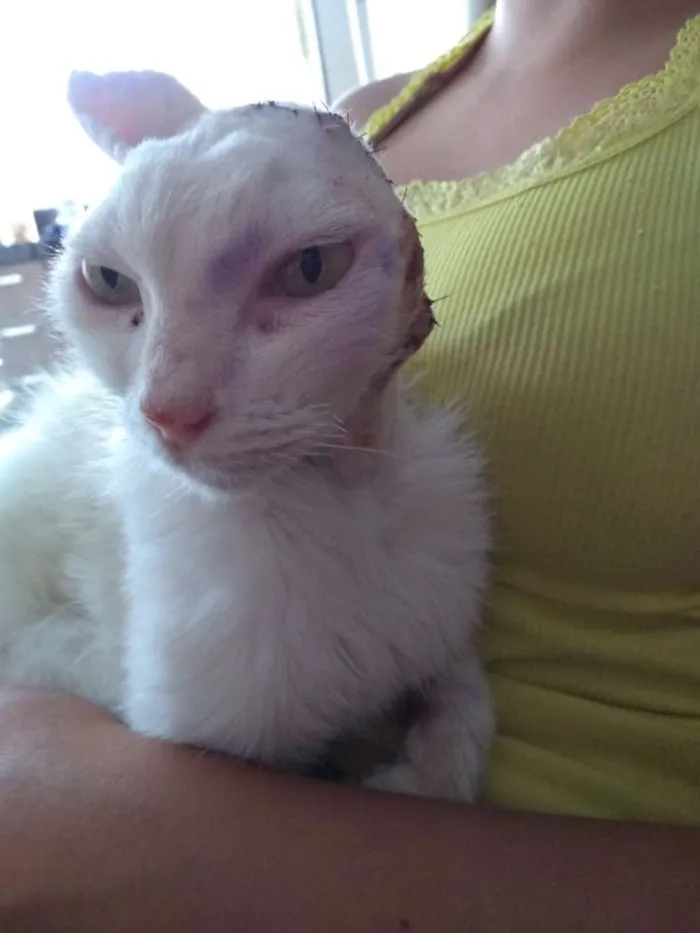 Gato ra a  idade 5 anos nome Sol