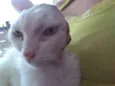 Sol