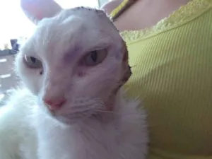 Gato raça  idade 5 anos nome Sol