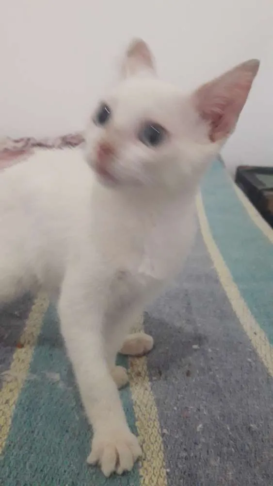 Gato ra a  idade Abaixo de 2 meses nome Nao tem