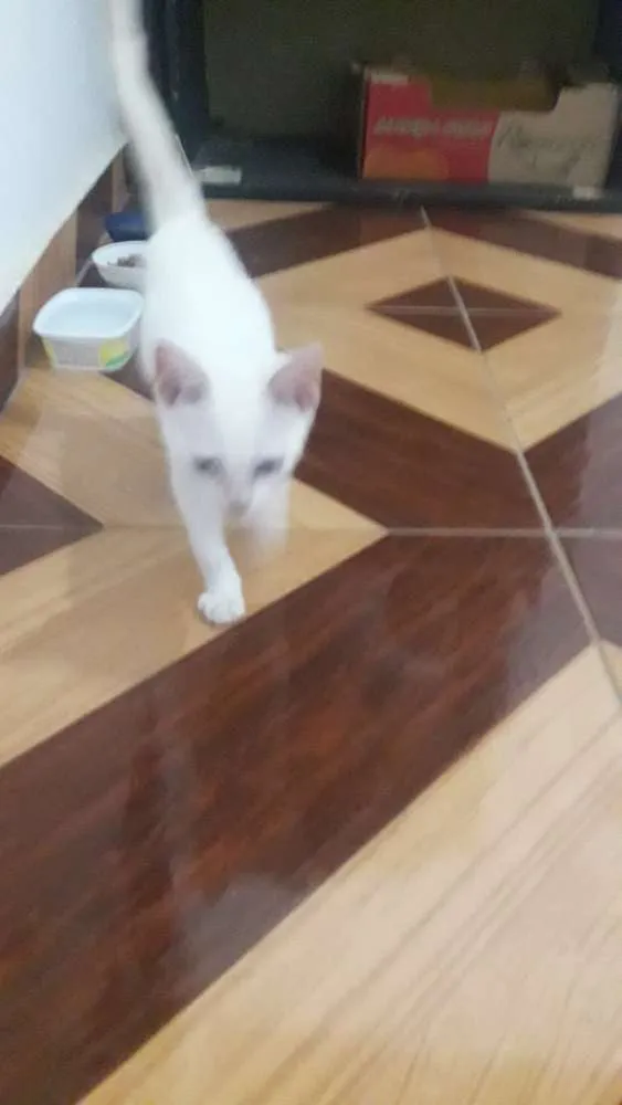 Gato ra a  idade Abaixo de 2 meses nome Nao tem