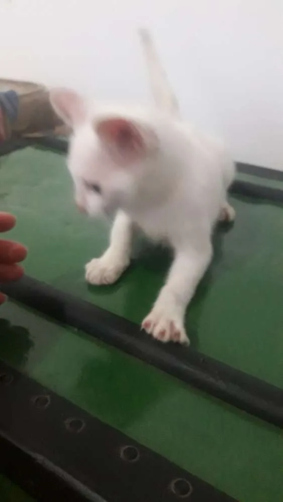 Gato ra a  idade Abaixo de 2 meses nome Nao tem
