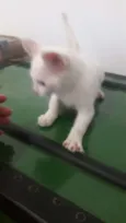 Nao tem