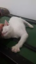 Nao tem