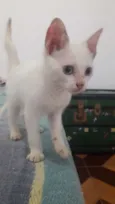 Nao tem