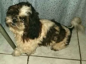 Cachorro raça Shitzu idade 3 anos nome Jerry