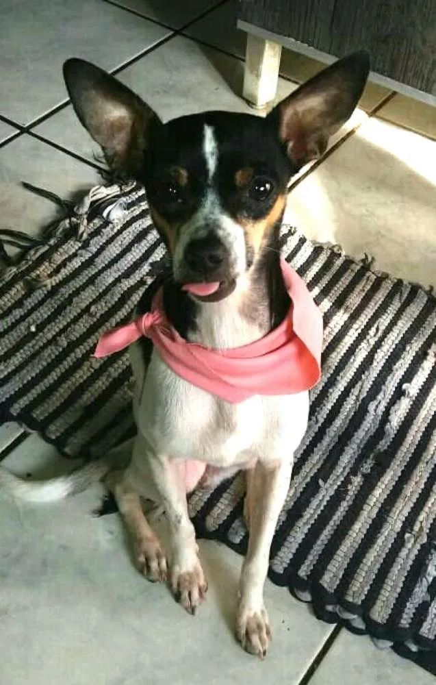 Cachorro ra a Mestiça de Pinscher  idade 2 anos nome Nina