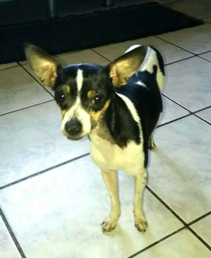 Cachorro ra a Mestiça de Pinscher  idade 2 anos nome Nina