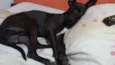 zorro