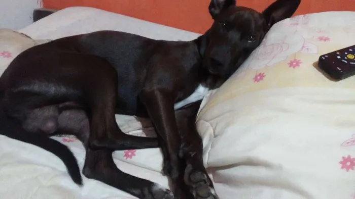 Cachorro raça mistura labrador idade 2 a 6 meses nome zorro