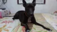 zorro