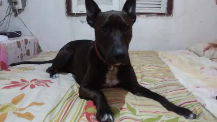 Cachorro raça mistura labrador idade 2 a 6 meses nome zorro