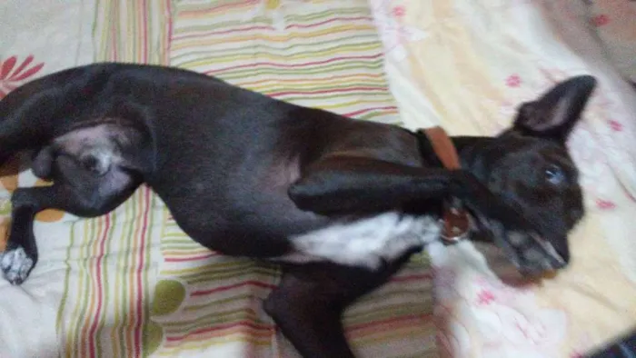 Cachorro raça mistura labrador idade 2 a 6 meses nome zorro