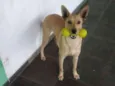 Laica