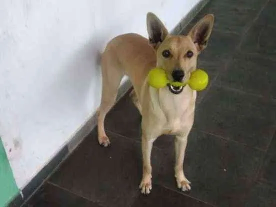 Cachorro ra a SRD idade 2 anos nome Laica
