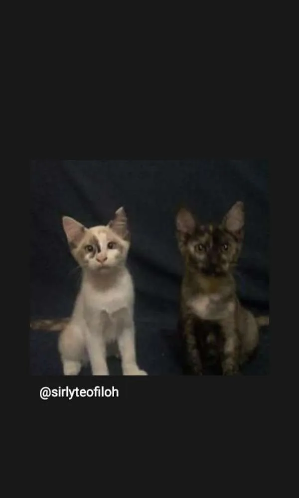 Gato ra a Não identificado  idade 7 a 11 meses nome Madona