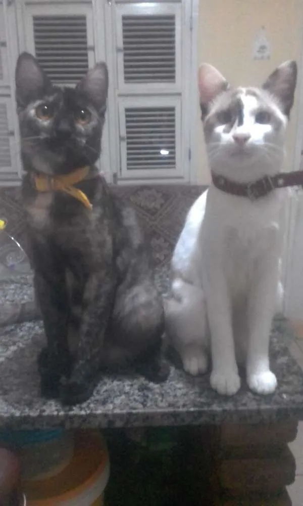Gato ra a Não identificado  idade 7 a 11 meses nome Madona