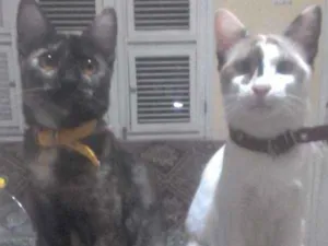 Gato raça Não identificado  idade 7 a 11 meses nome Madona