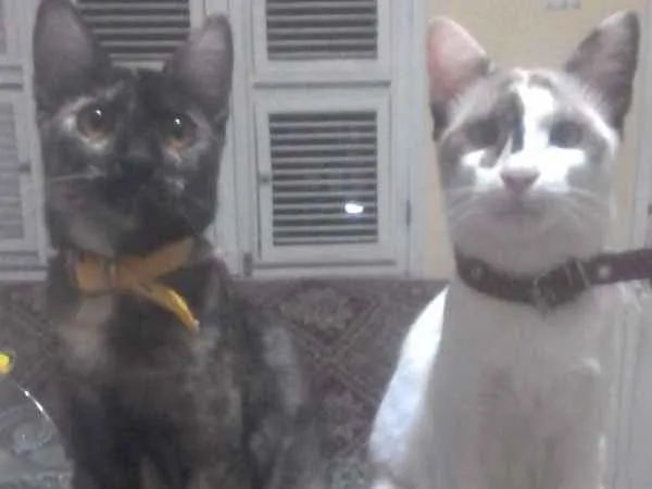 Gato ra a Não identificado  idade 7 a 11 meses nome Madona