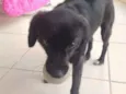 Maya