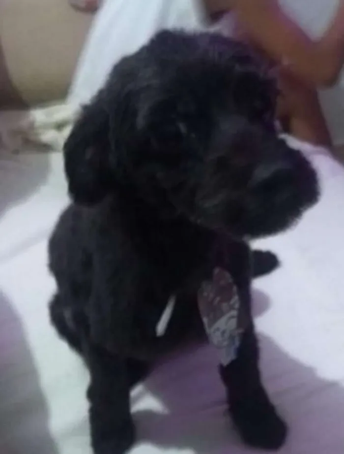 Cachorro ra a Misturado idade 1 ano nome Maylon